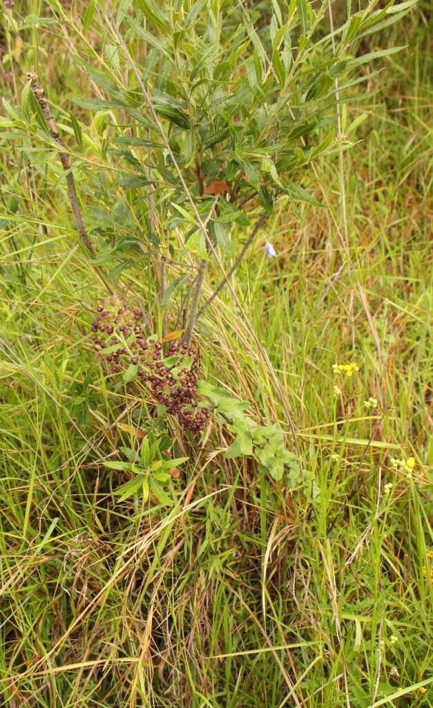 Image of Schizoglossum atropurpureum subsp. atropurpureum