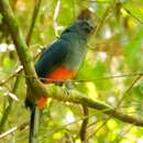 Image of Trogon massena hoffmanni (Cabanis & Heine 1863)