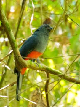 Image of Trogon massena hoffmanni (Cabanis & Heine 1863)