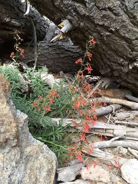 Слика од Penstemon rostriflorus Kellogg