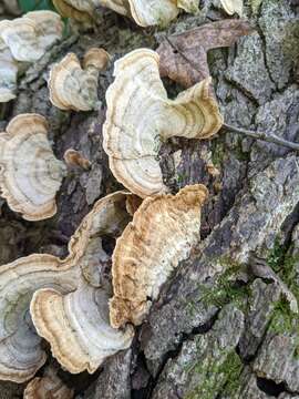 Image of False turkeytail