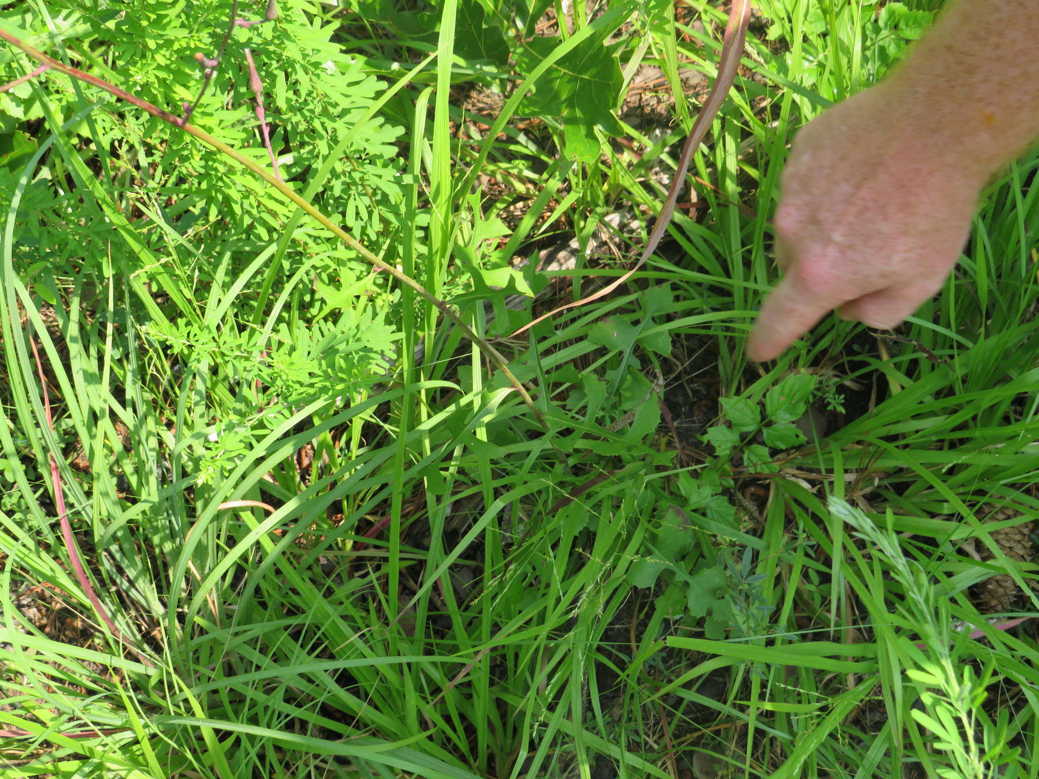 Image of hairy lettuce