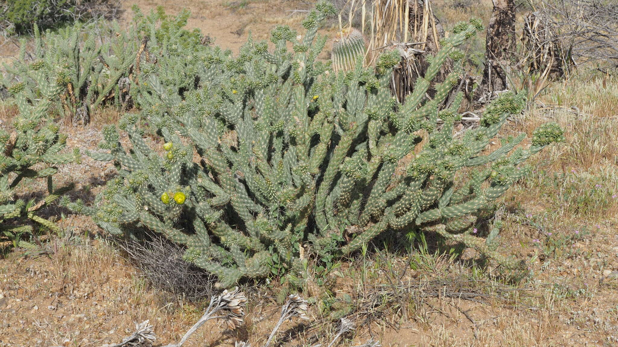 Image de Cylindropuntia bernardina