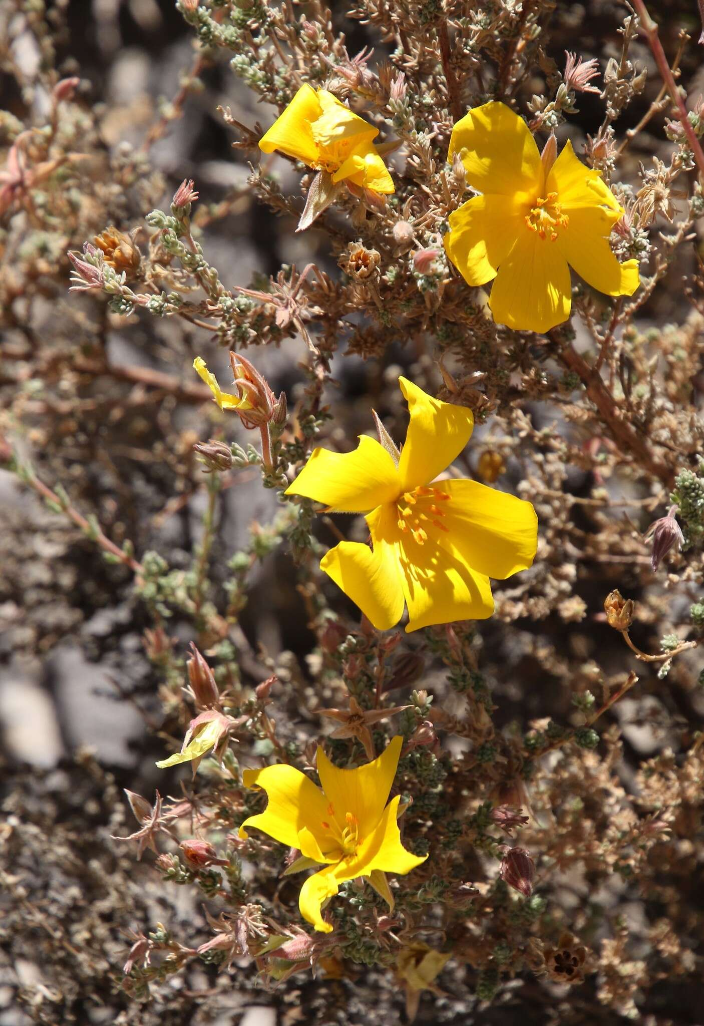 Sivun Balbisia microphylla (Phil.) Reiche kuva