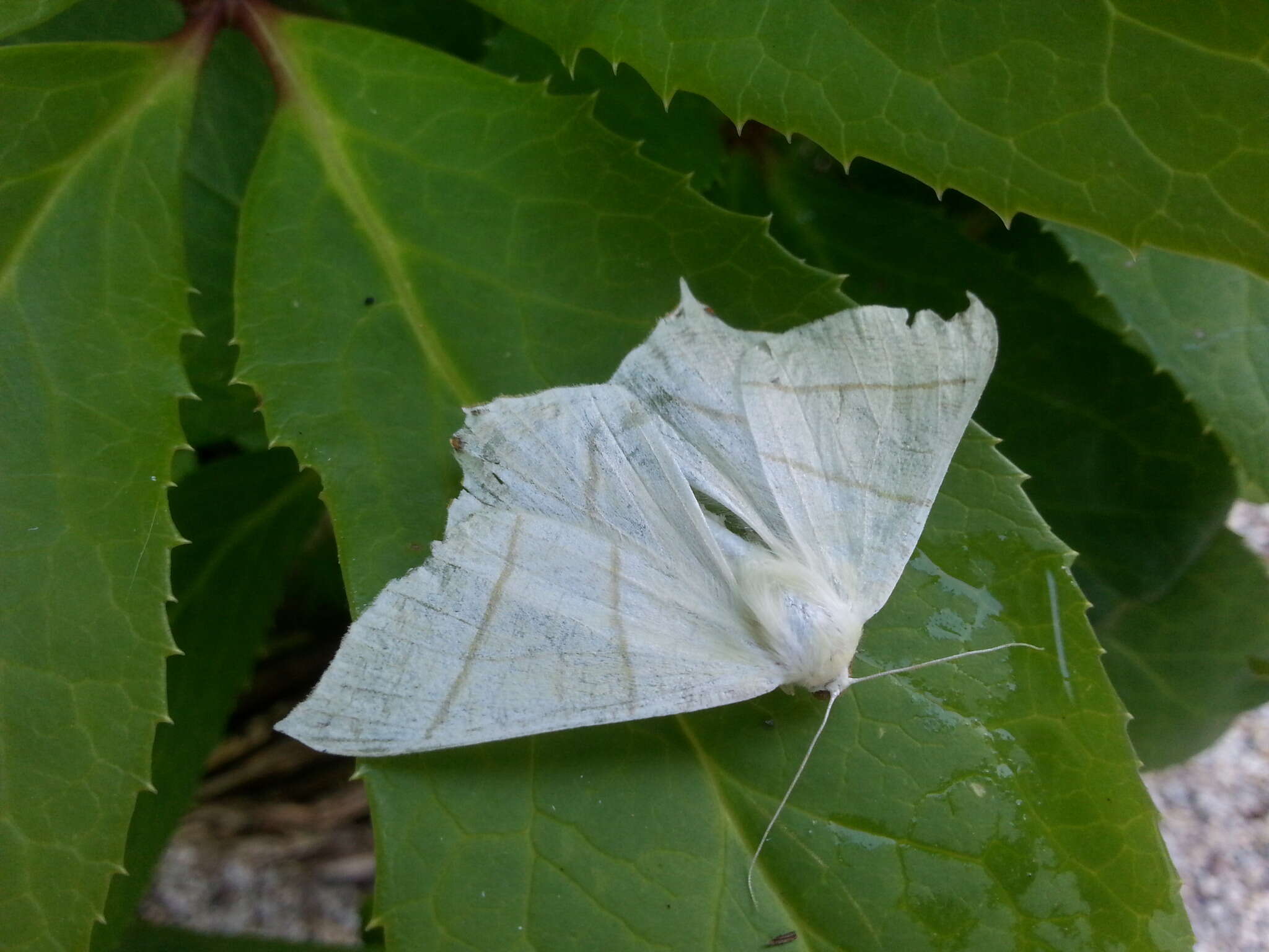 Image of swallow-tailed moth