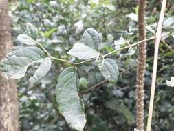 Image de Aralia bipinnata Blanco