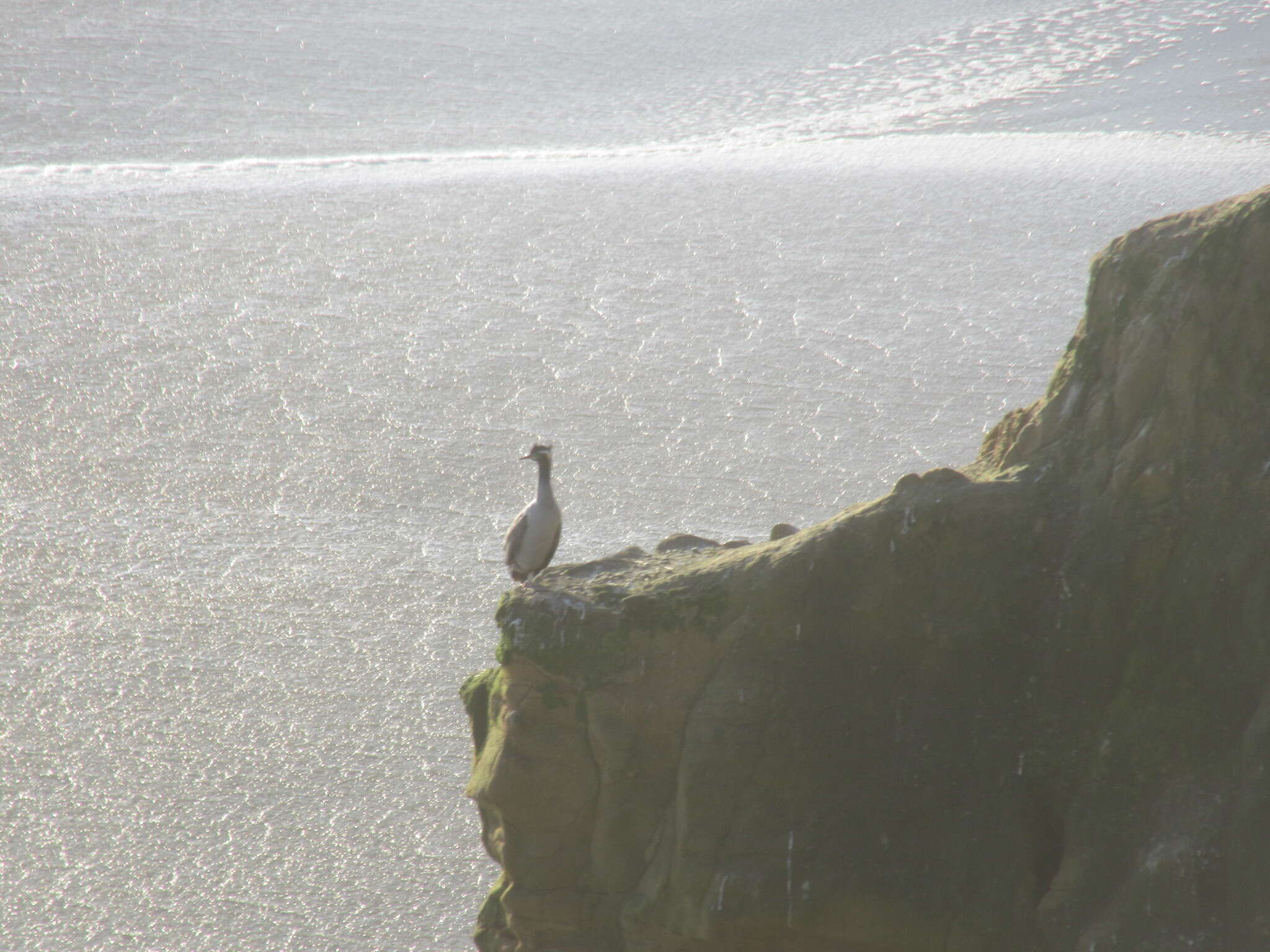 Image of Phalacrocorax punctatus punctatus (Sparrman 1786)