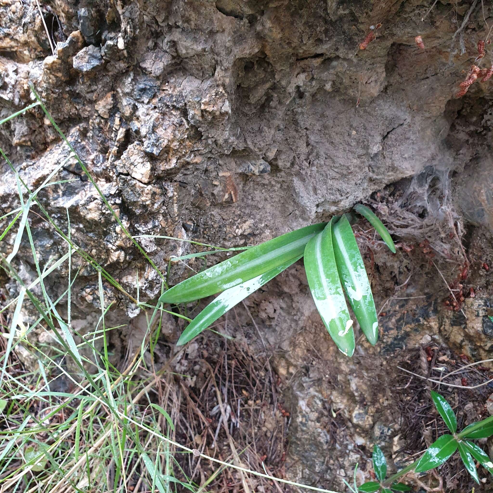 Image of Lapiedra martinezii Lag.