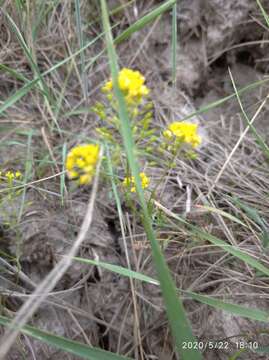 Image of Rorippa brachycarpa (C. A. Mey.) Hayek