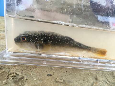 Image of Hong Kong Pufferfish