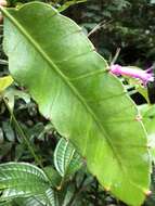 Image of Pseudorhipsalis amazonica (K. Schum.) Ralf Bauer