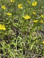 صورة Ranunculus pedatus Waldst. & Kit.