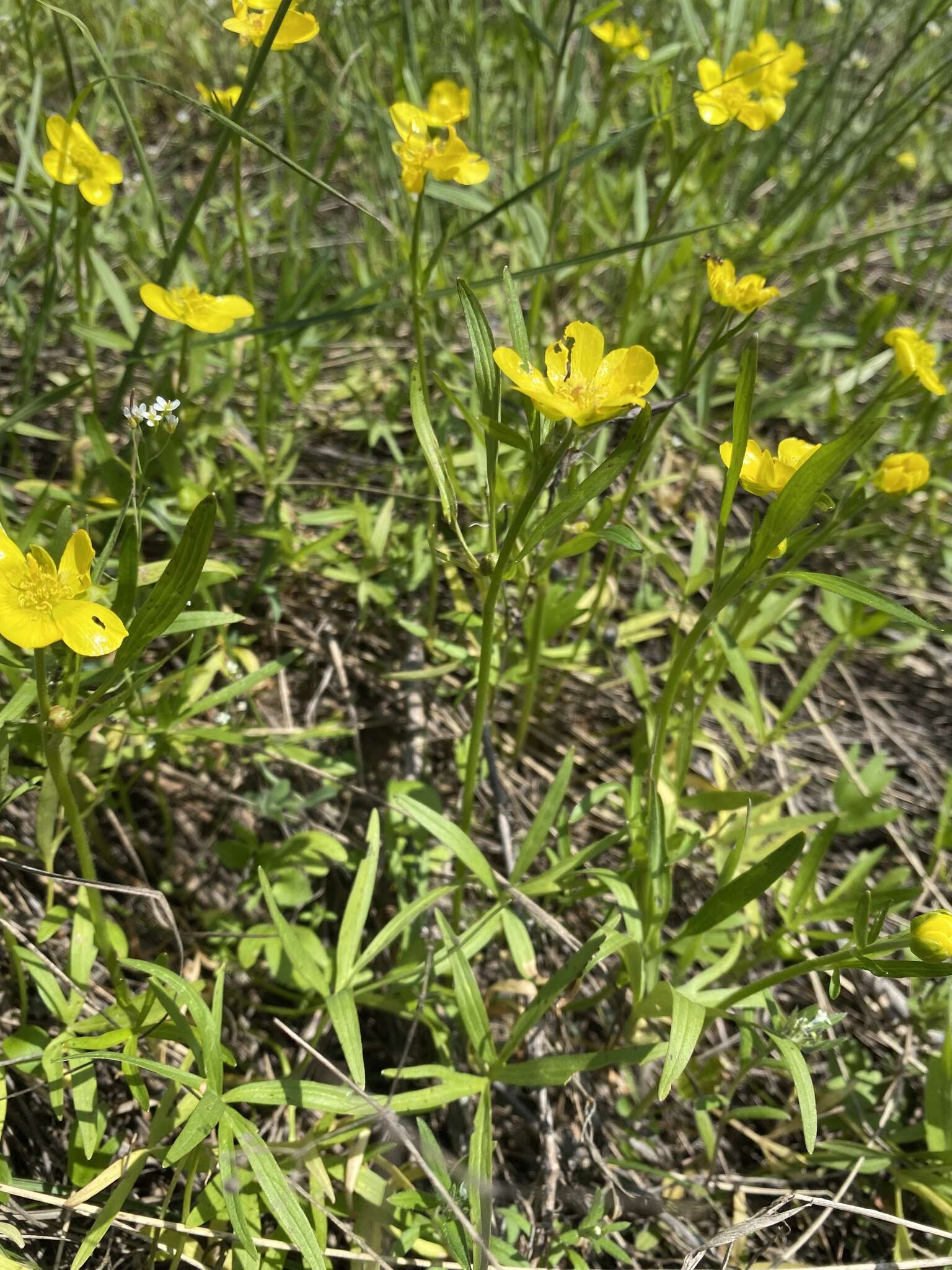 صورة Ranunculus pedatus Waldst. & Kit.