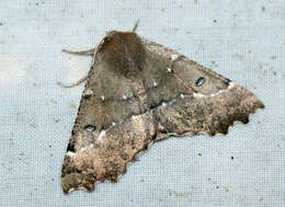 Image of scalloped hazel