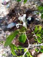 Plancia ëd Humbertioturraea malifolia (Baker) M. Cheek