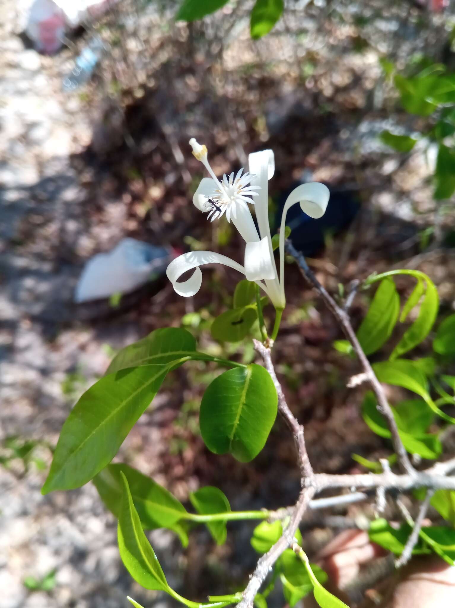 Image of Humbertioturraea malifolia (Baker) M. Cheek