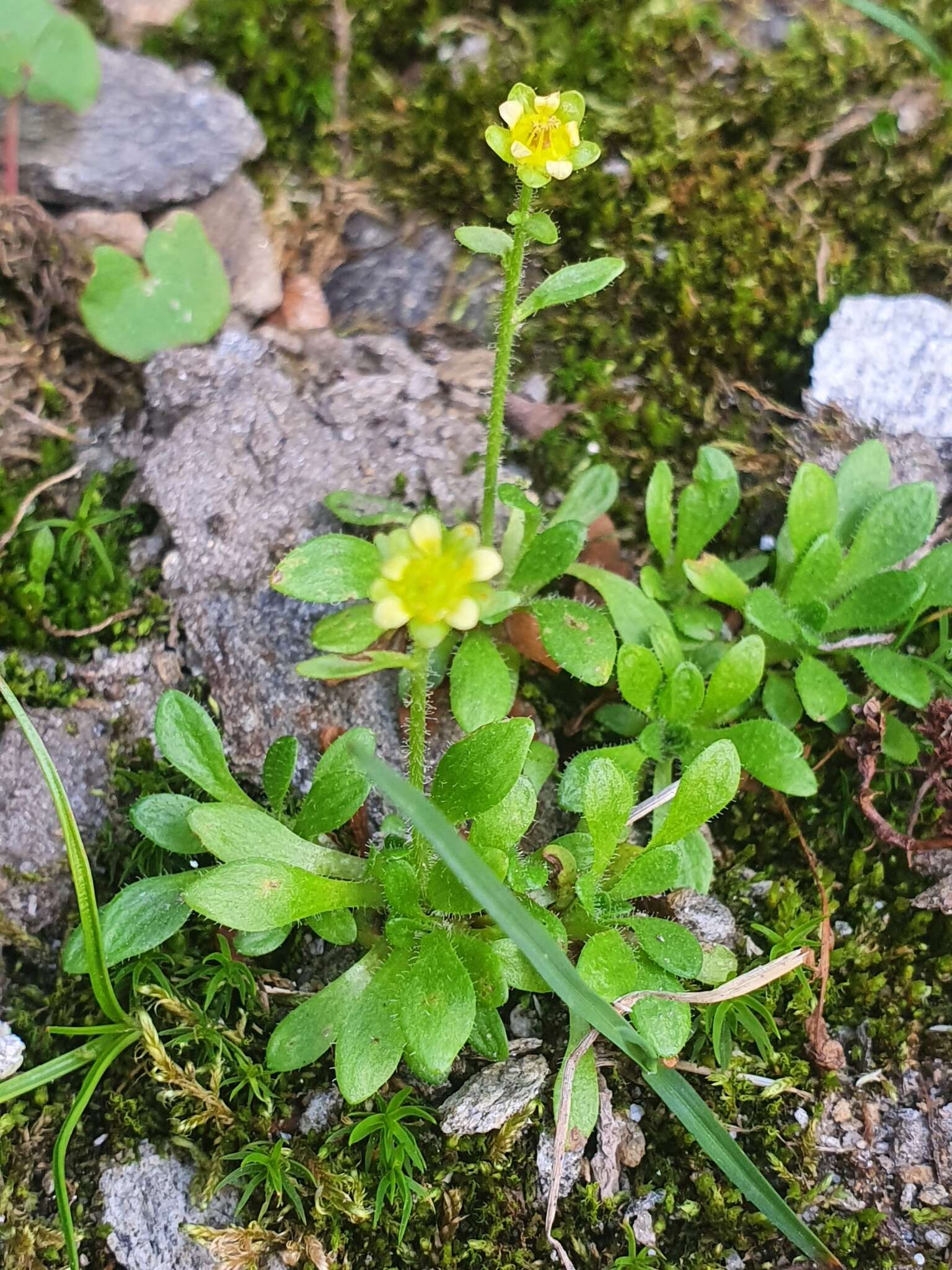 Imagem de Saxifraga seguieri Sprengel