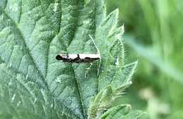 Imagem de Argyresthia conjugella Zeller 1839