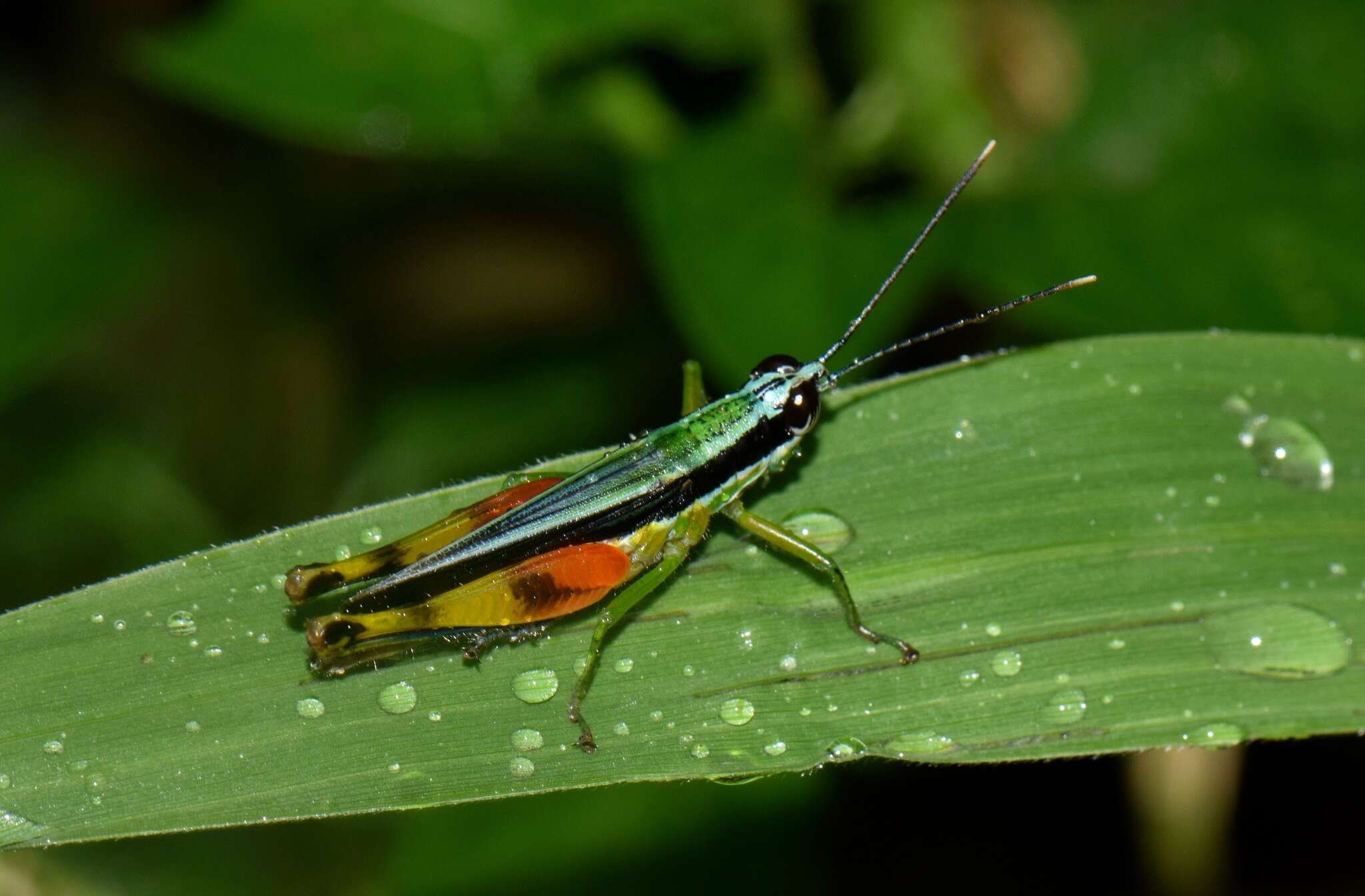 Image of Stenopola boliviana (Rehn & J. A. G. 1913)