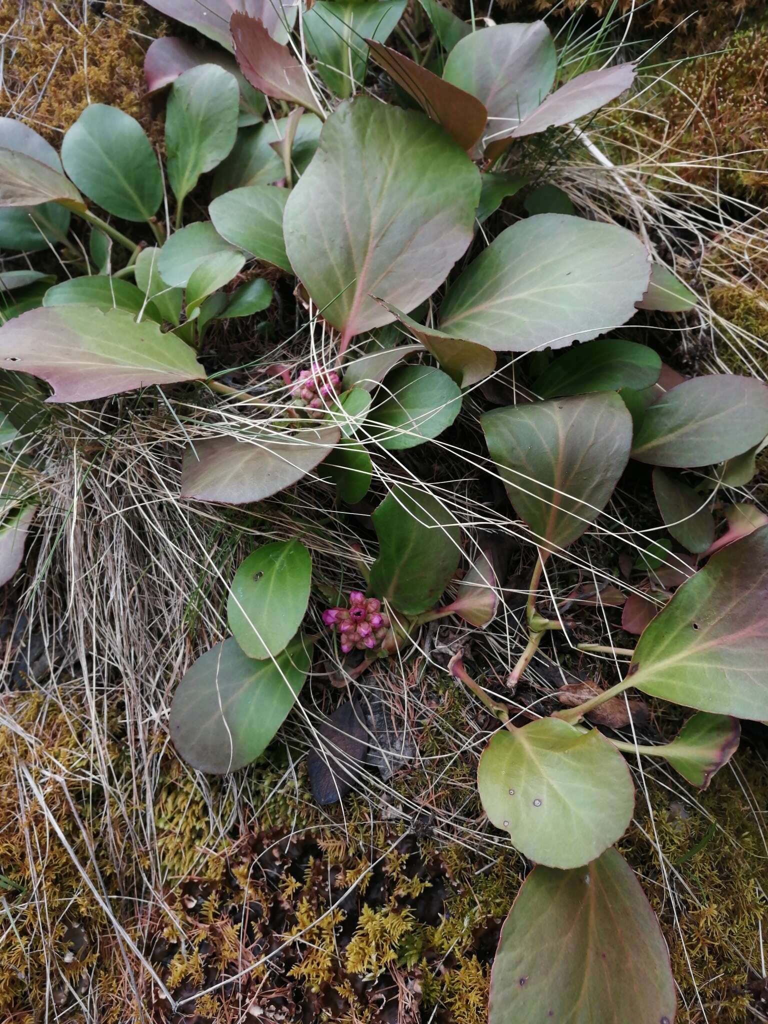 Image of Siberian-tea