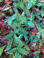 Image of Mountain-Meadow Cinquefoil