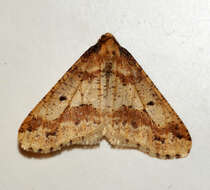 Image of mottled umber