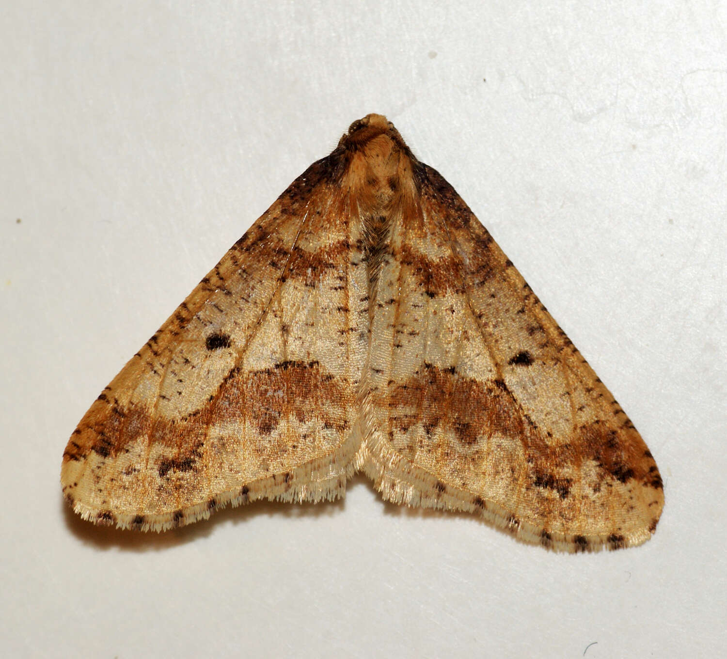 Image of mottled umber