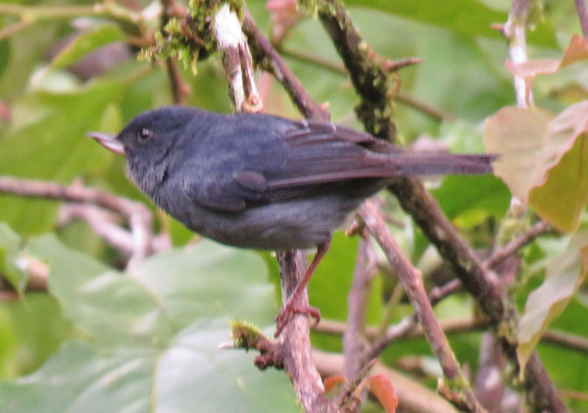 Image of Slaty Flower-piercer