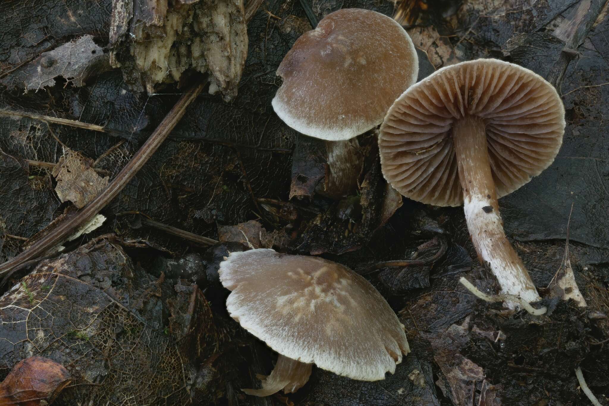 Image of Cortinarius fragrantissimus Ammirati, Beug, Liimat., Niskanen & O. Ceska 2016