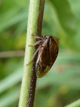 Image of Stictocephala basalis Walker