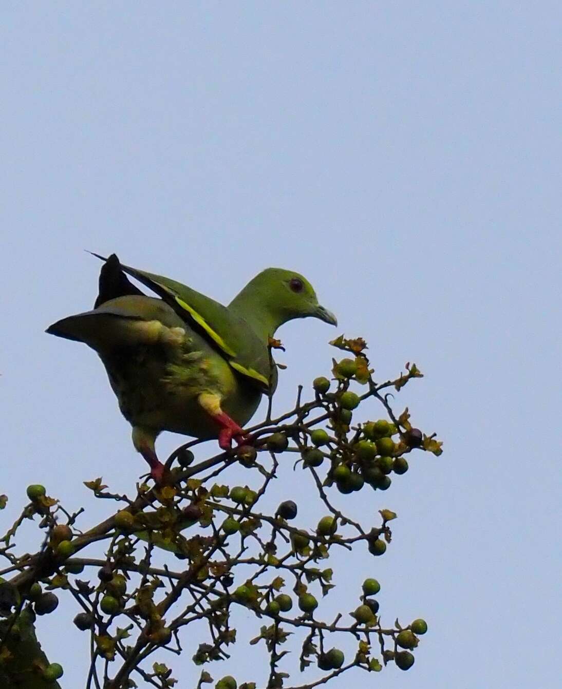 Plancia ëd Treron vernans (Linnaeus 1771)