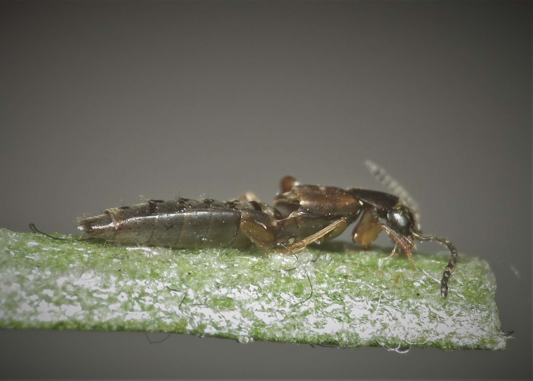 Image of Oxypoda (Oxypoda) acuminata (Stephens 1832)