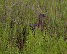 Image of Clapper Rail