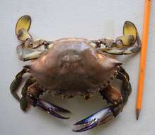 Image of warrior swimming crab