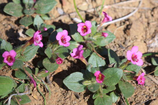 Imagem de Diplacus congdonii (B. L. Rob.) G. L. Nesom