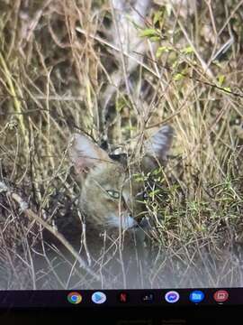 Image of jungle cat