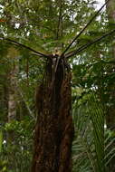 Image of Dicksonia munzingeri Noben & Lehnert