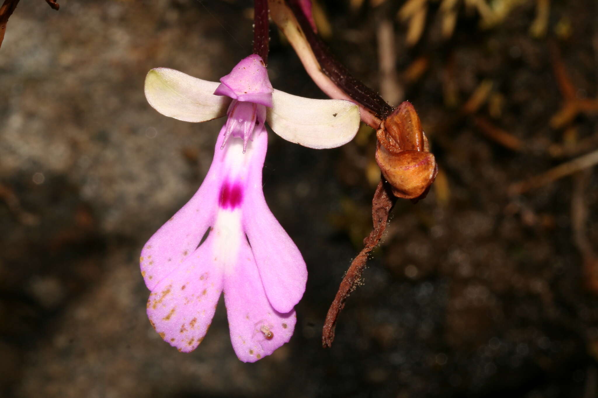 Image of Cynorkis lowiana Rchb. fil.