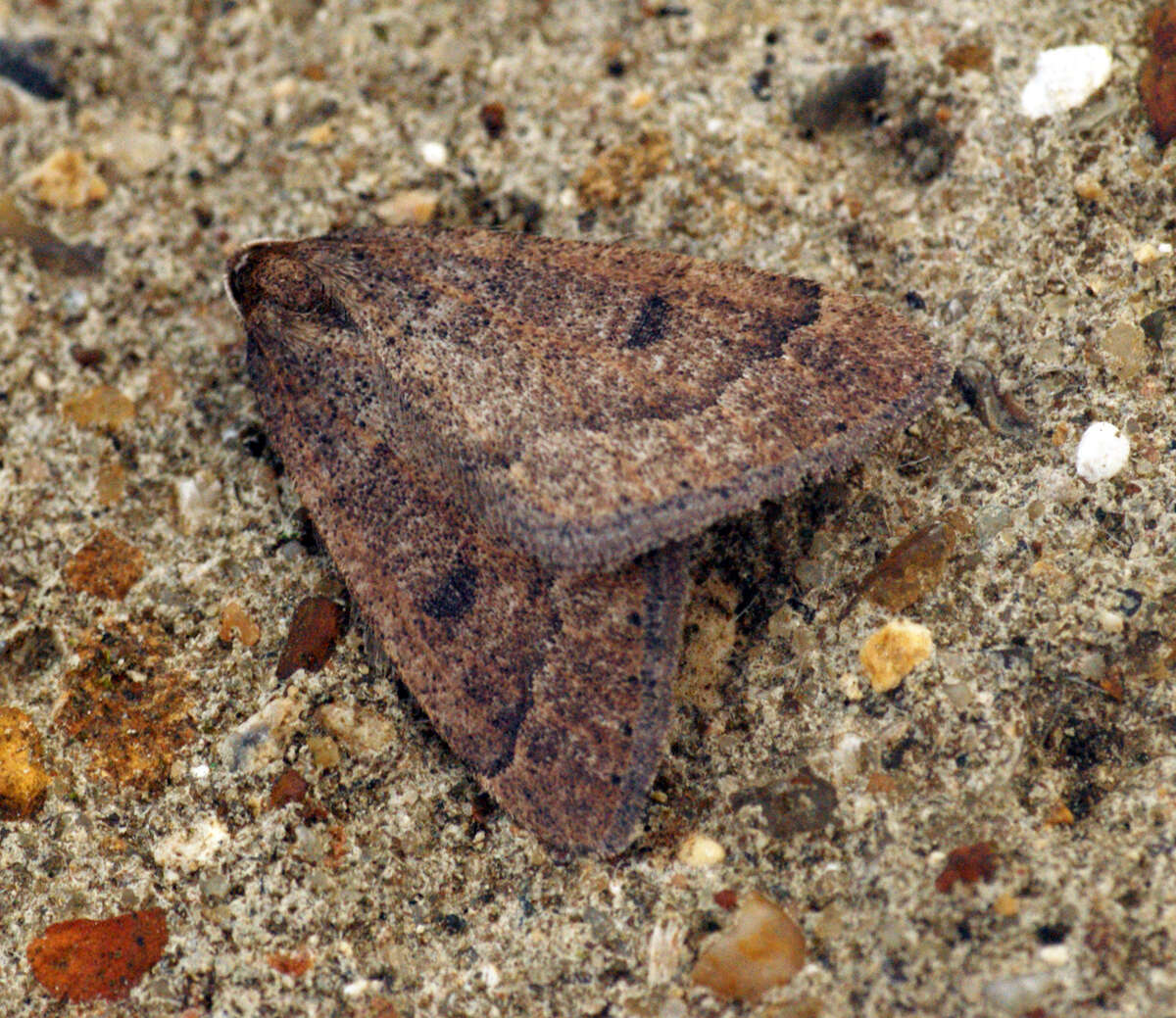 Image of early moth