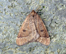 Image of early moth