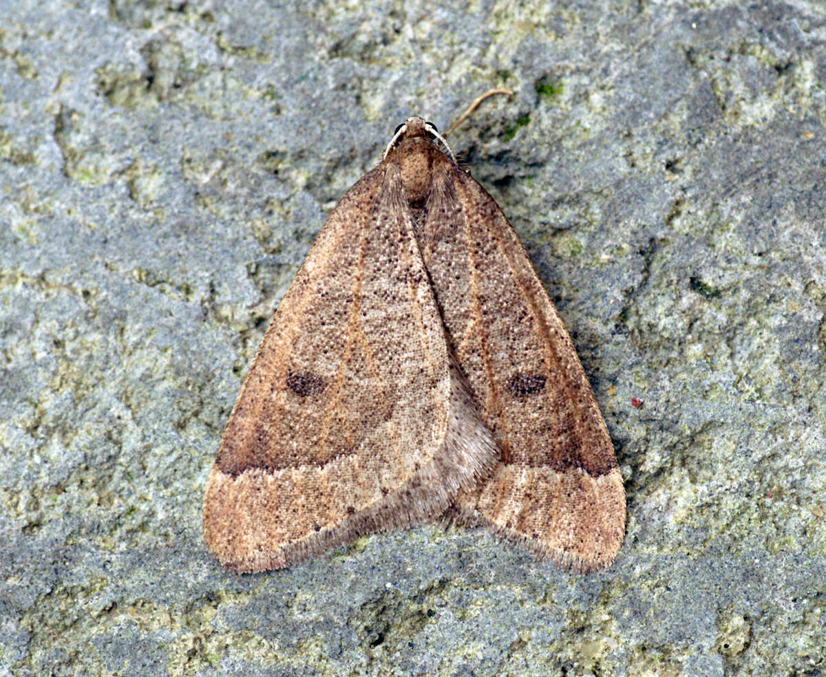 Image of early moth