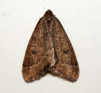 Image of early moth