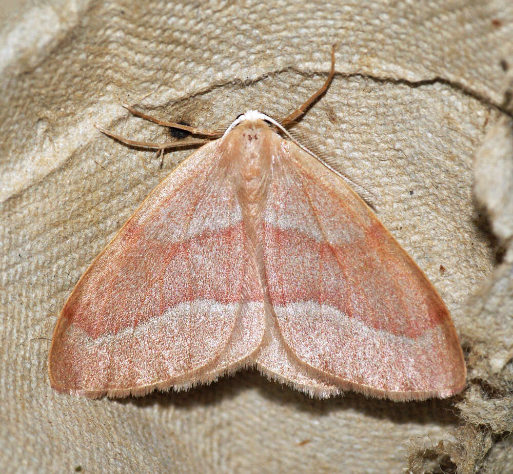 Plancia ëd Hylaea fasciaria Linnaeus 1758