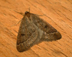 Image of early moth