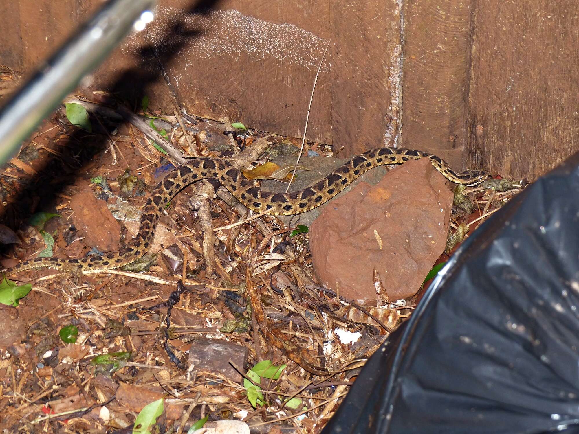 Bothrops pubescens (Cope 1870) resmi