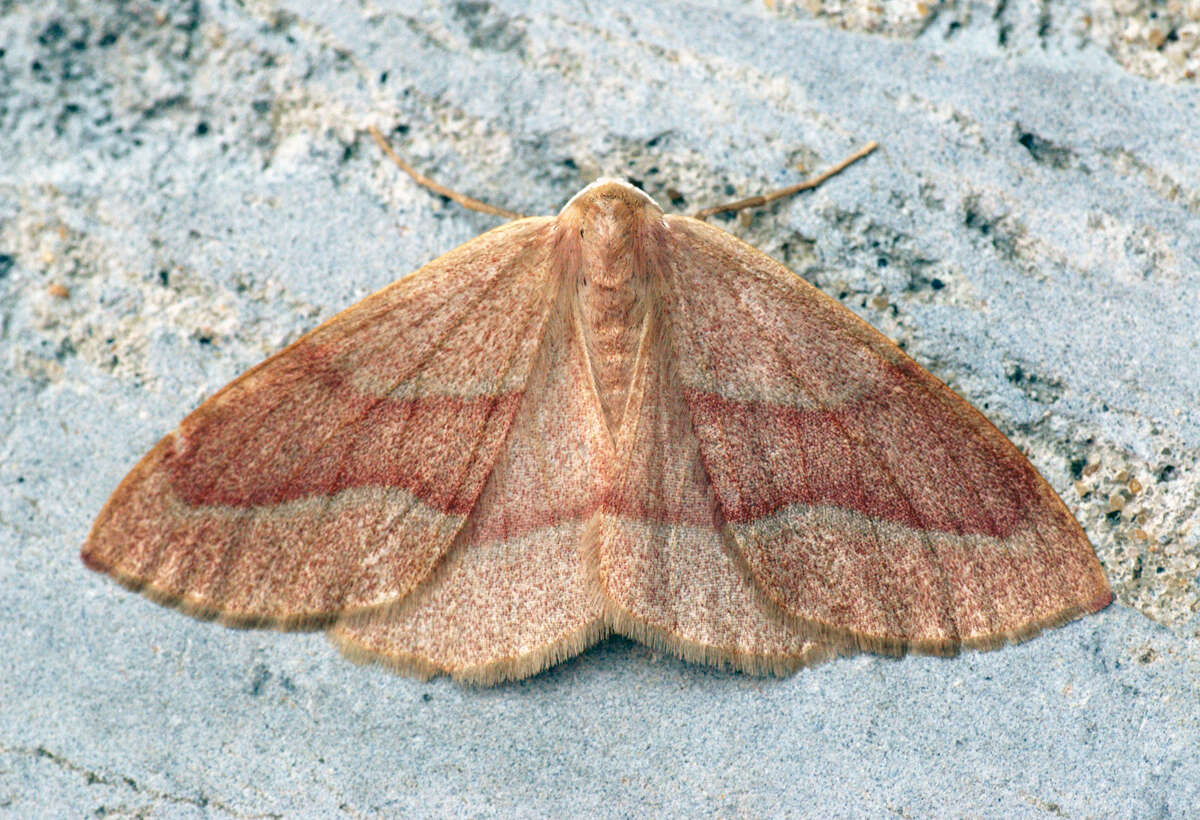 Plancia ëd Hylaea fasciaria Linnaeus 1758