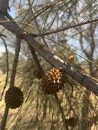 Imagem de Allocasuarina verticillata (Lam.) L. A. S. Johnson