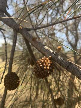 Image of drooping she-oak