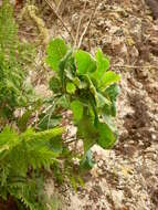 Image of Crambe scaberrima Webb ex Bramwell