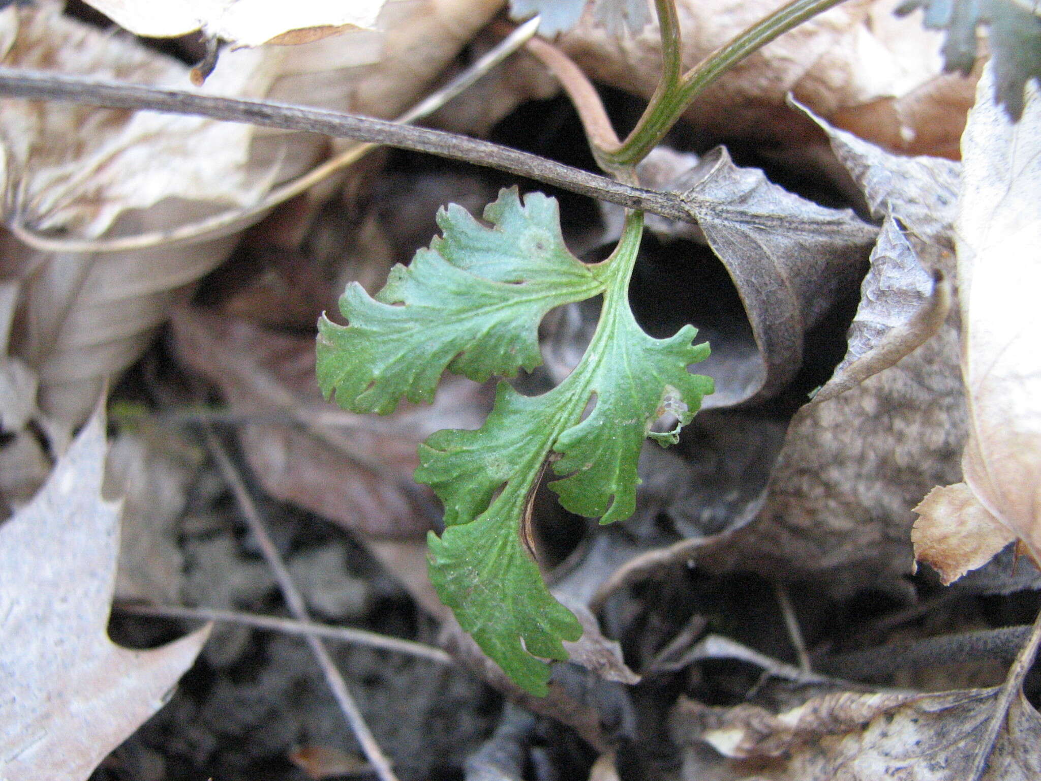 Image of Cut-Leaf Grape Fern